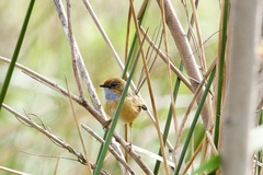 Stipiturus malachurus