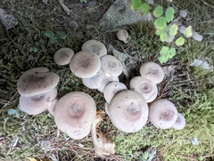 Russula amoenolens