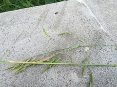 Bromus squarrosus