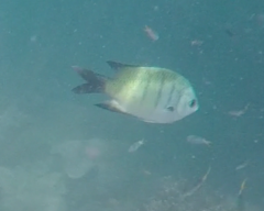 Abudefduf whitleyi