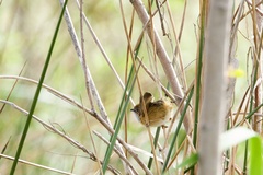 Stipiturus malachurus