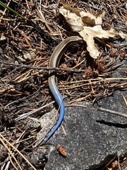 Plestiodon skiltonianus