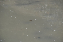 Rhinella limensis