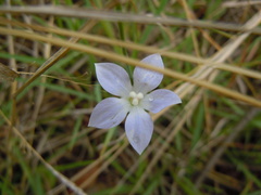 Wahlenbergia marginata