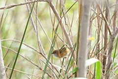 Stipiturus malachurus