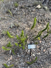 Melichrus adpressus