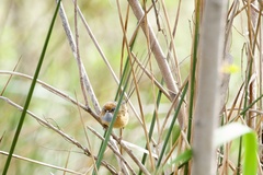 Stipiturus malachurus