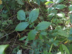 Agrimonia gryposepala