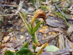 Pterostylis sanguinea