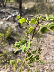 Phyllanthus dallachyanus