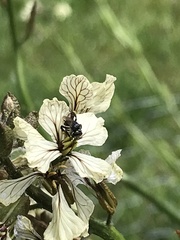 Tetragonula carbonaria