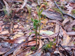 Pterostylis sanguinea