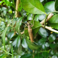 Uracanthus cryptophagus