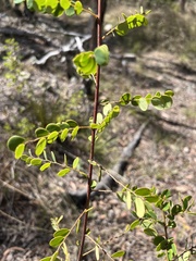 Phyllanthus dallachyanus