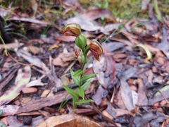 Pterostylis sanguinea