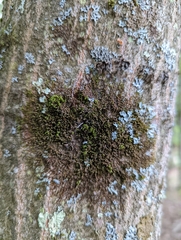 Frullania eboracensis