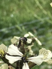 Tetragonula carbonaria