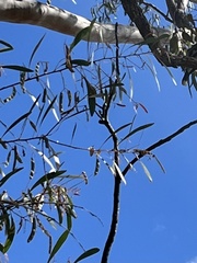Eucalyptus atrata