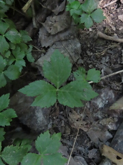 Cryptotaenia canadensis