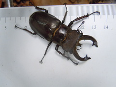 Lucanus fryi