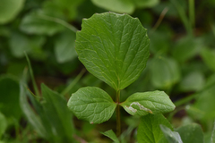 Valeriana sitchensis