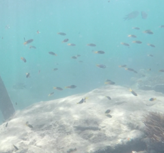 Pomacentrus philippinus