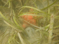 Dermasterias imbricata