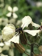 Tetragonula carbonaria