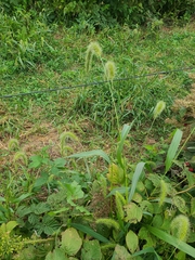 Setaria faberi