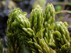 Lycopodiaceae