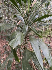 Cordyline