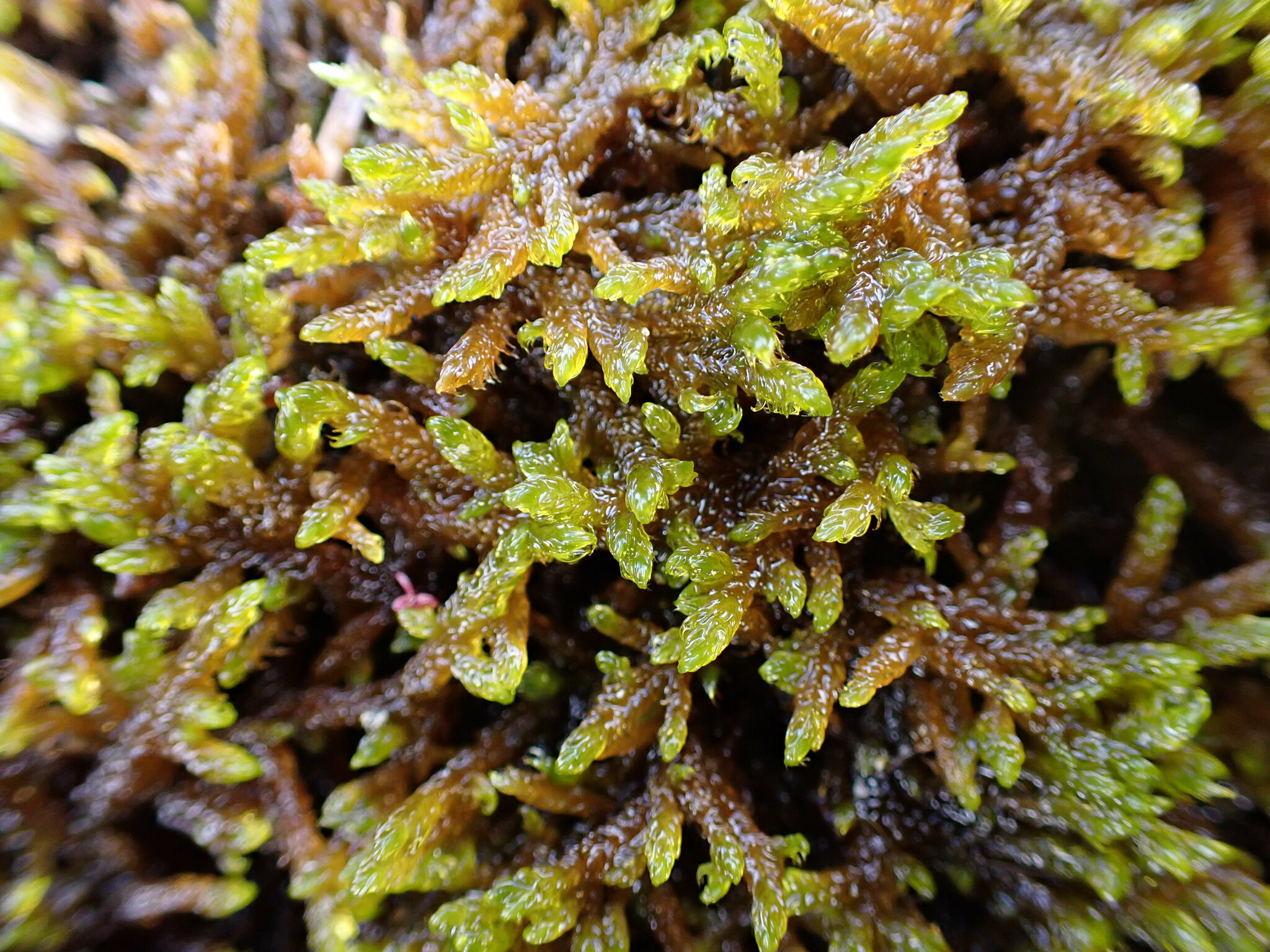 Drepanocladus sordidus