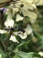 Tetragonula carbonaria