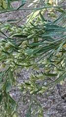 Baccharis salicina