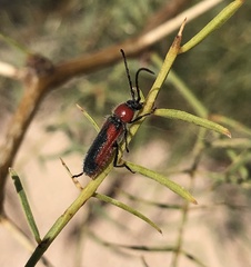 Crossidius discoideus