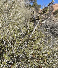 Cercocarpus intricatus
