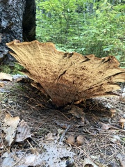Phaeolus