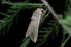 Mythimna separata