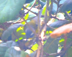 Oreothlypis superciliosa