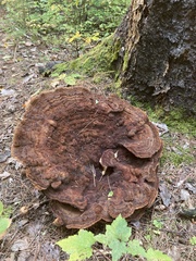 Phaeolus