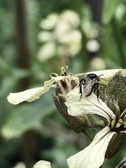 Tetragonula carbonaria