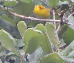 Oreothlypis superciliosa