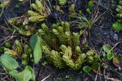 Lycopodiaceae