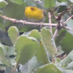 Oreothlypis superciliosa