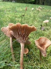 Pseudoclitocybe cyathiformis