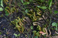 Lycopodiaceae
