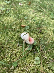 Pseudoclitocybe cyathiformis