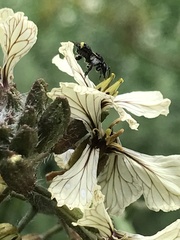 Tetragonula carbonaria