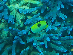 Chaetodon unimaculatus