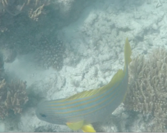 Plectorhinchus chrysotaenia